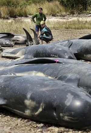 Hàng trăm cá voi mắc cạn tại New Zealand