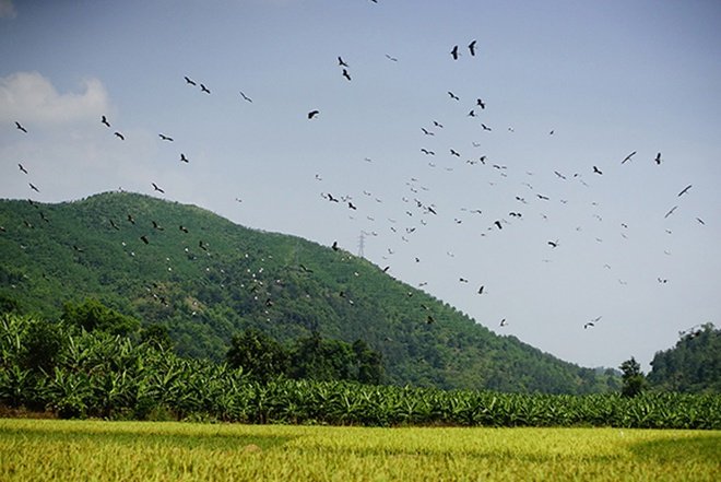 Hàng trăm con chim lạ xuất hiện ở Lào Cai