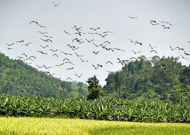 Hàng trăm con chim lạ xuất hiện ở Lào Cai