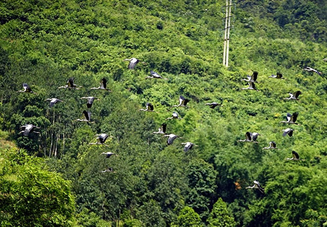 Hàng trăm con chim lạ xuất hiện ở Lào Cai