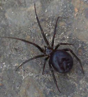 Hàng trăm nhện độc xâm nhập căn cứ Hải quân Anh