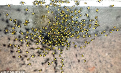 Hàng triệu con nhện vàng xâm lăng nước Anh