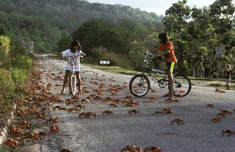 Hành trình kỳ lạ của cua đỏ