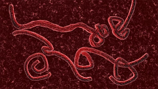 Hé lộ khả năng biến đổi bí ẩn của virus Ebola