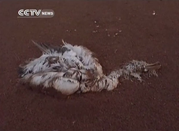 Hiện tượng đàn chim chết bí ẩn ở Trung Quốc