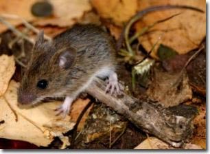 Hiện tượng tiến hóa ở chuột có thể giải thích được bệnh vô sinh ở người