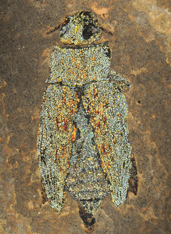 Hình ảnh các hóa thạch tại vùng Messel Pit