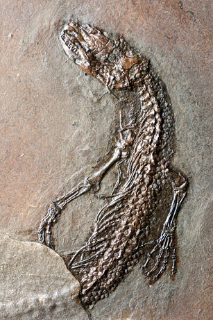 Hình ảnh các hóa thạch tại vùng Messel Pit