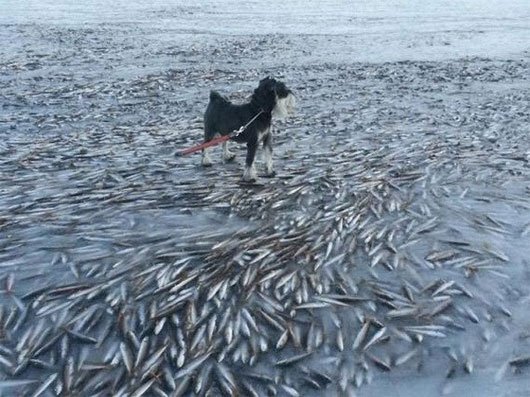 Hình ảnh chú chó đứng trên xác hàng nghìn con cá gây sốc