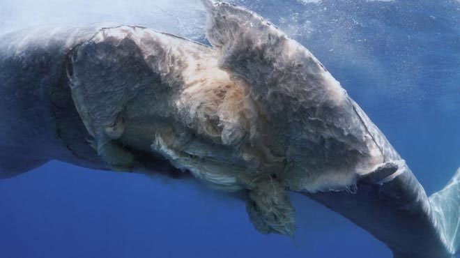 Hình ảnh đau lòng về cái chết của cá voi xanh