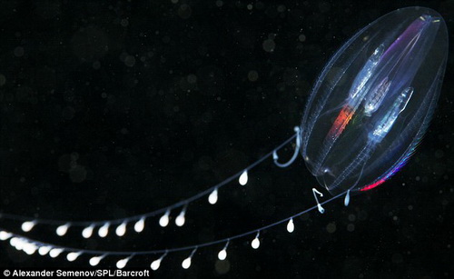 Hình ảnh kỳ thú các sinh vật dưới sâu đại dương