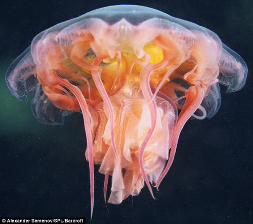 Hình ảnh kỳ thú các sinh vật dưới sâu đại dương
