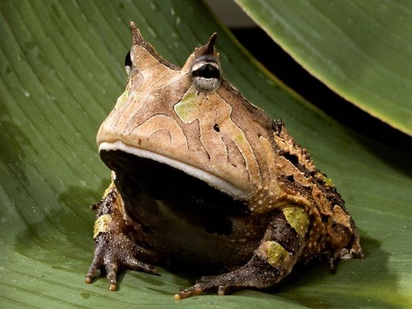 Hình ảnh oai như cóc của ếch sừng Amazon