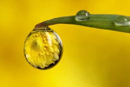 Hình hoa trong những giọt nước