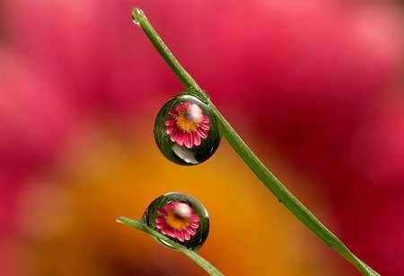 Hình hoa trong những giọt nước