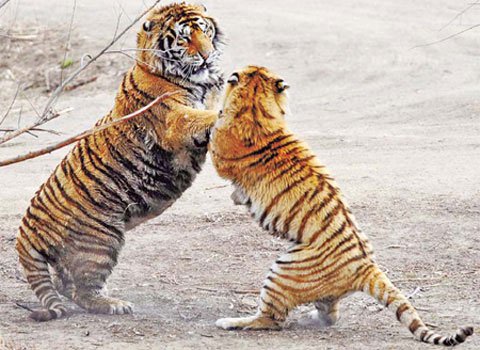 Hổ hoang dã Trung Quốc có thể biến mất
