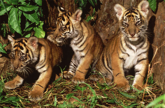 Hổ Sumatra tại Jambi có thể sớm bị tuyệt chủng