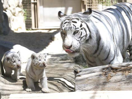 Hổ trắng nuôi nhốt lần đầu chào đời ở Nhật