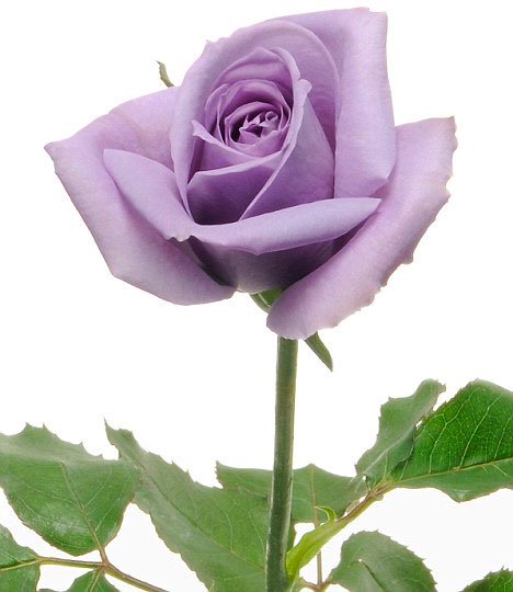 Hoa hồng xanh sắp được bán tại Mỹ