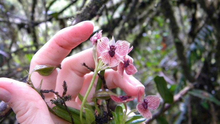 Hoa lan hình mặt quỷ quý hiếm ở Colombia