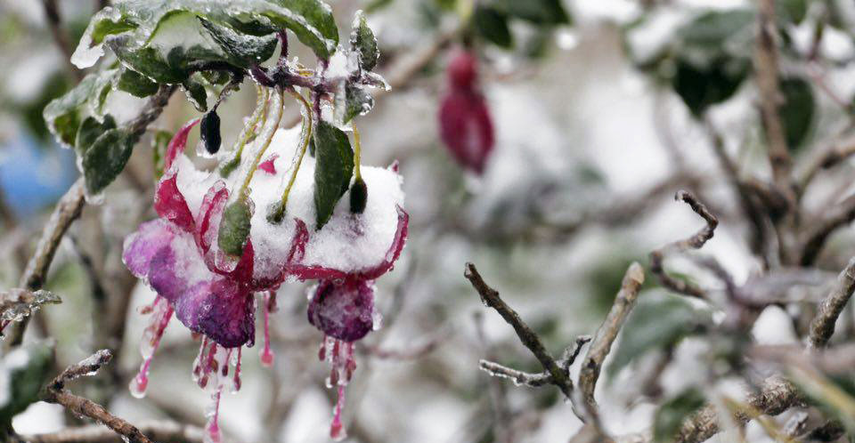 Hoa ngậm tuyết tại Sa Pa đẹp như ở xứ sở thần tiên