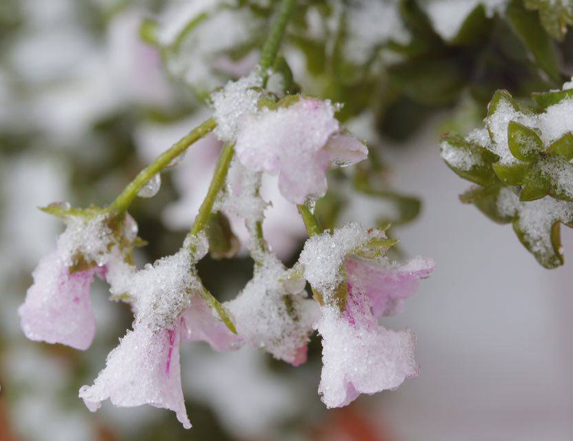 Hoa ngậm tuyết tại Sa Pa đẹp như ở xứ sở thần tiên