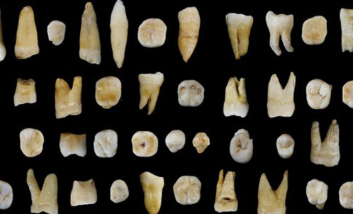 Hóa thạch cho thấy người hiện đại tới châu Á sớm hơn châu Âu