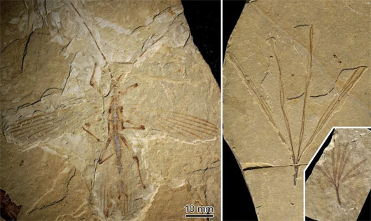 Hóa thạch cổ nhất của côn trùng hình que