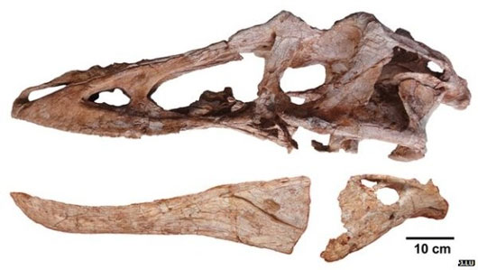 Hóa thạch khủng long bạo chúa mũi dài như Pinocchio