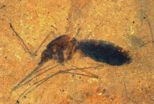 Hóa thạch muỗi 46 triệu năm tuổi