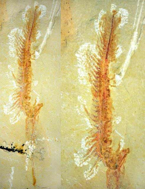 Hóa thạch sinh vật biển nguyên vẹn sau 525 triệu năm