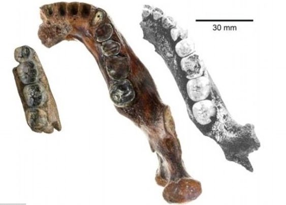 Hóa thạch tiết lộ khả năng tồn tại chủng người mới