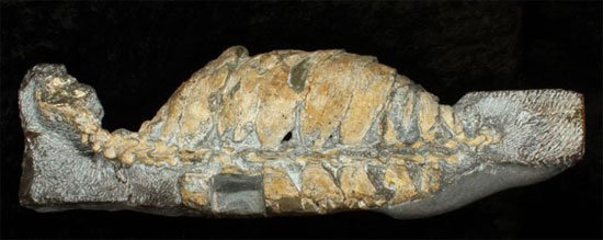 Hóa thạch tổ tiên loài rùa