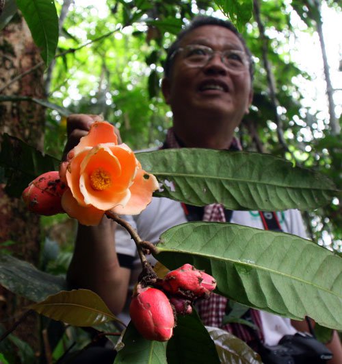 Hoa trà Việt Nam được thế giới công nhận loài mới