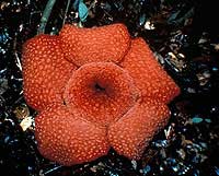 Hoa vua - Rafflesia arnoldii