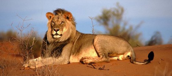 Hoang mạc châu Phi dần biến mất, sư tử bị đe dọa
