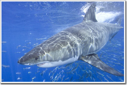 Hơn 50 % các loài cá mập biển có nguy cơ tuyệt chủng