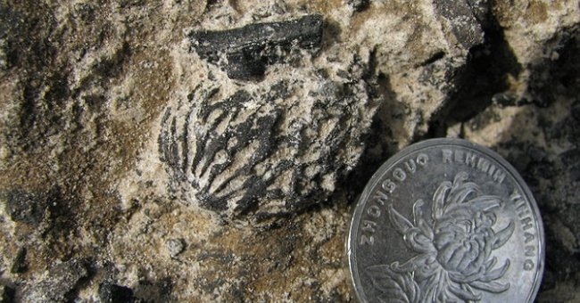 Hột đào hơn hai triệu tuổi giống hệt ngày nay