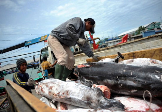 Indonesia, Ấn Độ tàn sát cá mập nhiều nhất thế giới