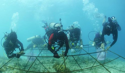 Indonesia dùng đá sinh học bảo vệ san hô