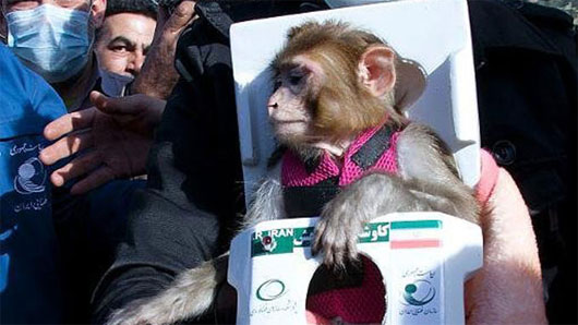 Iran đưa thành công chú khỉ thứ hai vào không gian