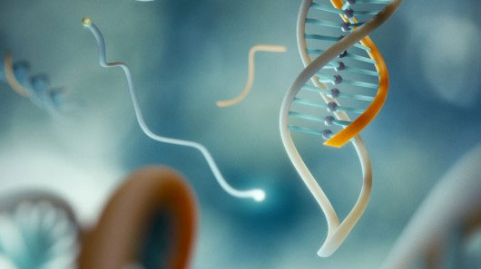 Kẹp DNA giúp chẩn đoán đột biến di truyền gây ung thư