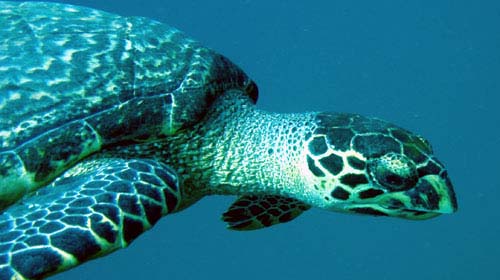 Kêu cứu cho rùa biển Việt Nam