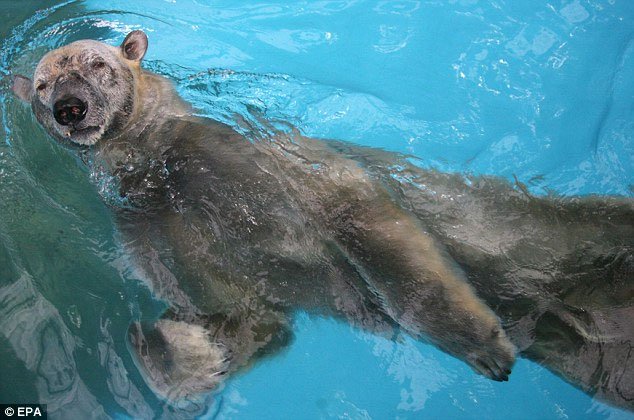 Khả năng bơi siêu phàm của Gấu Bắc cực