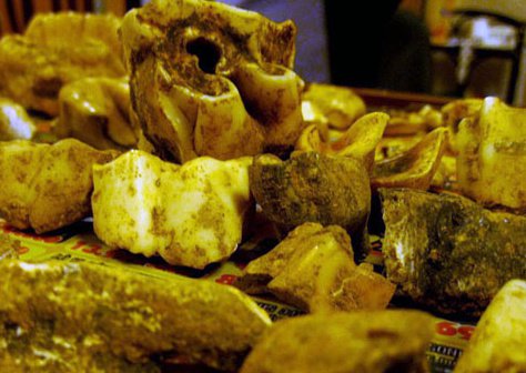 Khai quật hóa thạch động vật tuyệt chủng ở Lạng Sơn