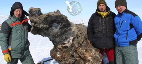 Khai quật voi ma mút còn máu tươi tại Siberia