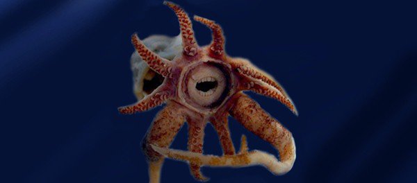 Khám phá 4 loài sinh vật biển kì lạ có hàm răng giống người