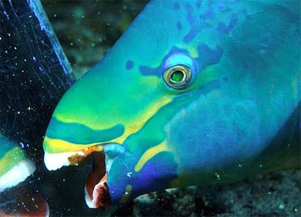 Khám phá 4 loài sinh vật biển kì lạ có hàm răng giống người