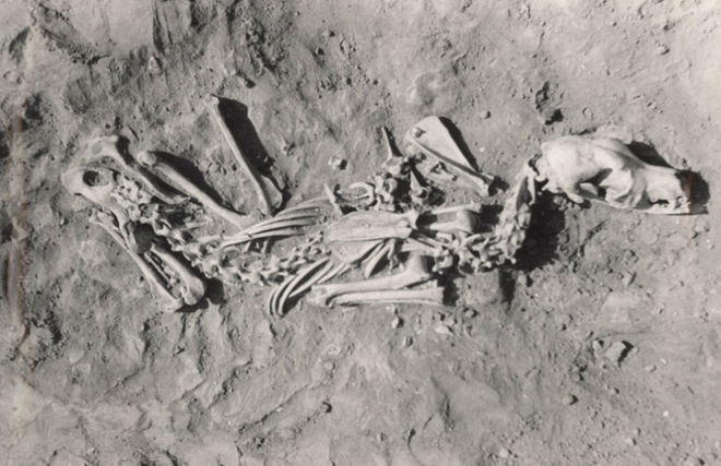 Khám phá bí ẩn nghĩa địa chó niên đại 2.000 năm