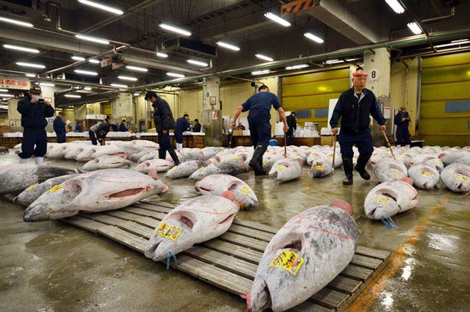 Khám phá chợ cá ngừ triệu đô ở Nhật Bản